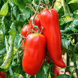 ANDINE CORNUE TOMATO