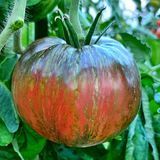 BLOOD MOON TOMATO