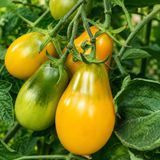 OVERSEAS PEAR YELLOW TOMATO
