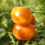 PINGUAN 7 TOMATO