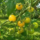SUPER SWEET YELLOW GRAPE