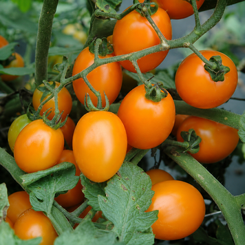 SERBIAN HONEY SUN TOMATO