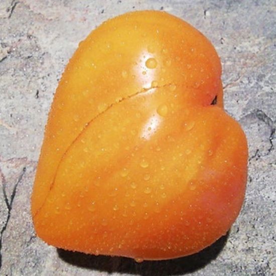 СЕРДЦЕ ПУСТЫНИ (HEART OF THE DESERT) ТОМАТ
