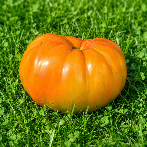 GERMAN STRIPED TOMATO