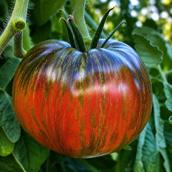 BLOOD MOON TOMATO