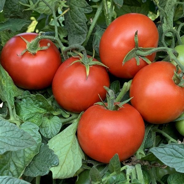 KEWALO TOMATO