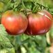 1884 PURPLE TOMATO