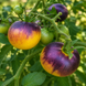 LITTLE FUZZY BLUE BALLS TOMATO