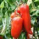 ANDINE CORNUE TOMATO