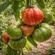 BIG CHIEF STRIPED TOMATO