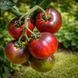 BLUE STREAK TOMATO