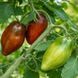 CUBAN BLACK TOMATO