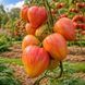 FIERY MOUNTAINS TOMATO