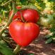 FREKEN BOK TOMATO