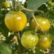 HATHO TOMATO