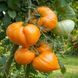 HEART OF THE DESERT TOMATO