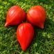SOFIA'S MAGIC RAINBOW RED TOMATO