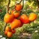 TANTE GRETEL MAGISCHE HUTE TOMATO