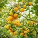 YELLOW QUARTZ MULTIFLORA TOMATO