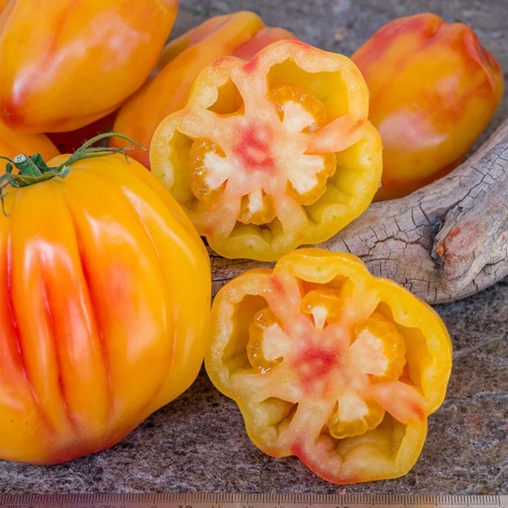 California Tulip Tomato