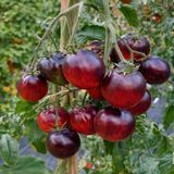 DAMASCUS STEEL TOMATO