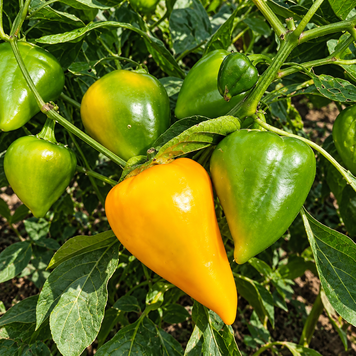 LESYA YELLOW PEPPER