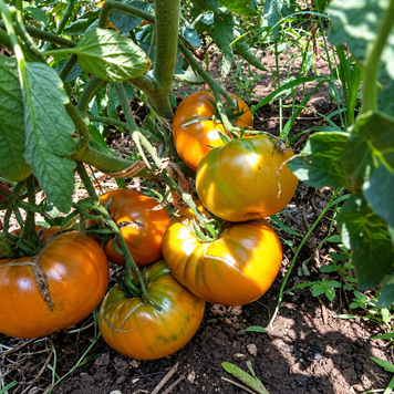 ECHO TOMATO