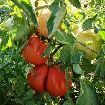 COEUR DE BOEUF DE NICE TOMATO
