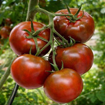 COFFEE WITH MILK TOMATO