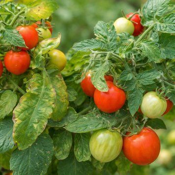 MICRO GEMMA TOMATO