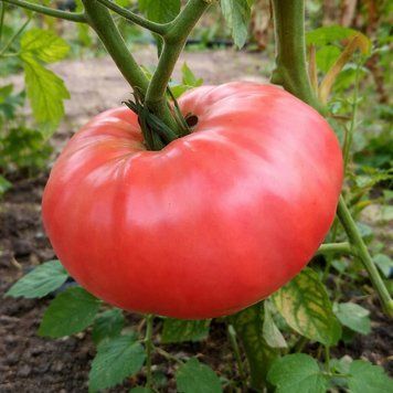 NAPA GIANT TOMATO
