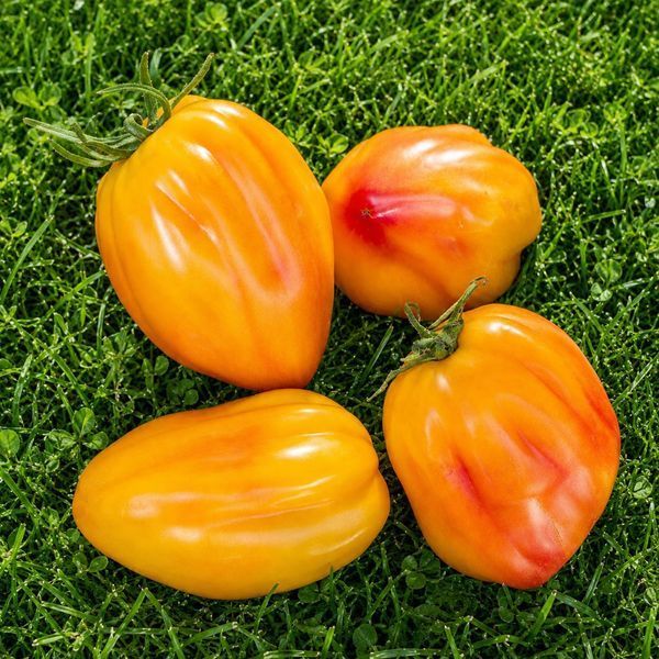 CALIFORNIA TULIP TOMATO
