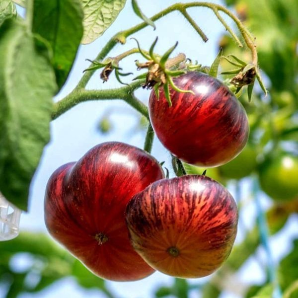 LOVELY LUSH POMIDOR