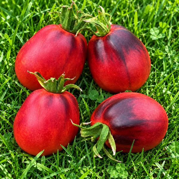 RASPBERRY NOSE OF SERGEANT PEPPER TOMATO