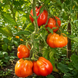 SKYPHEA TOMATO