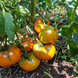 ECHO TOMATO