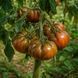 ABRAHAM BROWN TOMATO