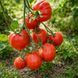 ANGELINA'S ITALIAN TOMATO