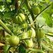 ІТАЛІЙСЬКИЙ АНДЖЕЛІНИ (ANGELINA'S ITALIAN) ТОМАТ