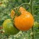 BLEEDING HEART TOMATO