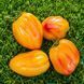 CALIFORNIA TULIP TOMATO
