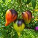 CAPTIVATING HEART TOMATO