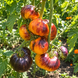 CH-CHECK IT OUT TOMATO