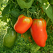 DWARF MODERN ROMAN TOMATO