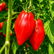 FIAMMANTE TOMATO
