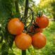 FRECKLED CHILD TOMATO