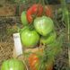 ROBS TOMATO