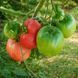 ROBS TOMATO