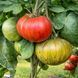 SHAKE THE DISEASE TOMATO