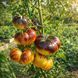 SUN QUEEN TOMATO